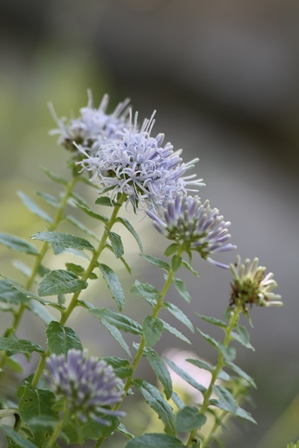 Da determinare: Campanula jacquinii?